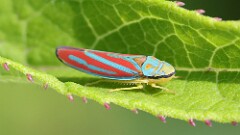 183: 2025-07-20-red-banded leafhopper 5M2_0446