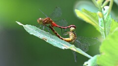 188: 2025-07-21-meadowhawk dragonfly 0C1_0244