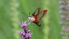 200: 2025-07-26-Hummingbird Clearwing Moth 0C1_1254