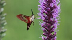 201: 2025-07-26-Hummingbird Clearwing Moth 0C1_1490