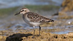 237: 2025-08-18-Semipalmated Sandpiper 5M2_0090