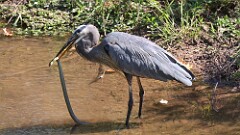 300: 2025-10-05-blue heron with snake 5M2_0976