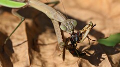 303: 2025-10-10-mantis big bug 5M2_2527
