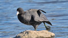 311: 2025-10-26-American Coot 5M2_0569