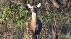 312: 2025-10-26-deer 5M2_1136