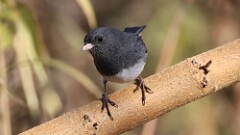 324: 2025-11-20-Dark-eyed Junco 5M2_0548