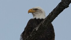 336: 2025-12-20-bald eagle 5M2_0170
