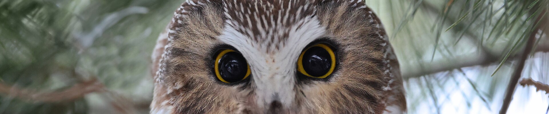 Click to show or hide the buttons