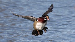 2: wood duck 5M2_0280