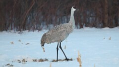 7: sandhill crane 5M2_1124