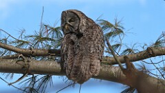 4: Great grey owl 5M2_1315