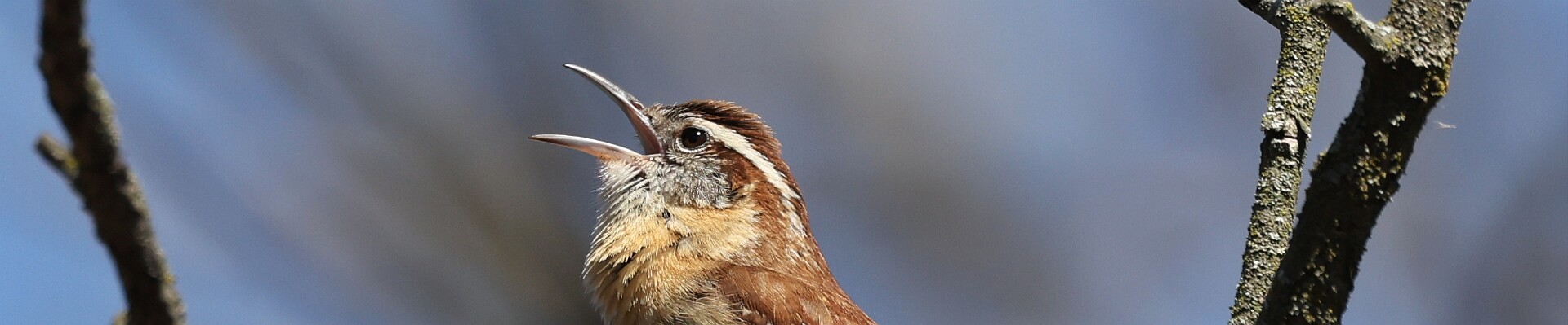 Click to show or hide the buttons