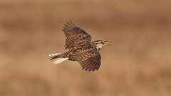 8: Eastern meadowlark 5M2_0878