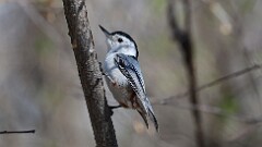 5: White-breasted Nuthatch 0C1_0021