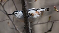 6: White-breasted Nuthatch 0C1_0191