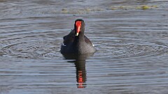 2: Common gallinule 5M2_2568