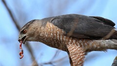 4: coopers hawk 5M2_0759