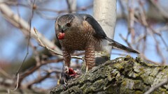 7: coopers hawk 5M2_1001
