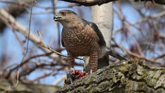 8: coopers hawk 5M2_1059