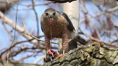 9: coopers hawk 5M2_1329