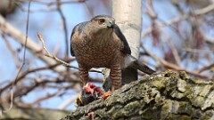 10: coopers hawk 5M2_1389