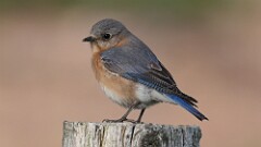 3: Eastern bluebird female 5M2_0655