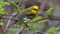 6: Blue-winged Warbler 5M2_0115