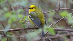 9: Blue-winged Warbler 5M2_0232