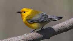 4: Prothonotary Warbler 5M2_1194