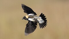 1: Bobolink 5M2_0510