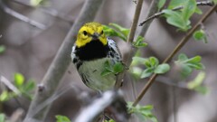 5: Black-throated Green Warbler 5M2_0262
