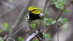 7: Black-throated Green Warbler 5M2_0344