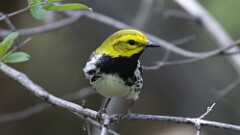 10: Black-throated Green Warbler 5M2_0445