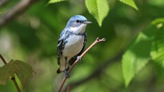 4: Cerulean Warbler 5M2_0728