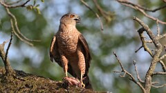 10: coopers hawk 5M2_1727