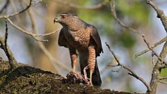 11: coopers hawk 5M2_1833