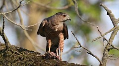 12: coopers hawk 5M2_1847