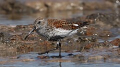 1: Dunlin 5M2_0876