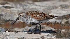 2: Dunlin 5M2_1055