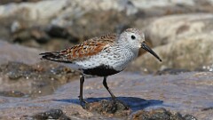 3: Dunlin 5M2_1142