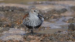 5: Dunlin 5M2_1274