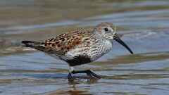 6: Dunlin 5M2_1290