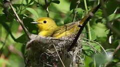 7: yellow 5M2_0362