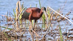 6: glossy ibis 5M2_1541
