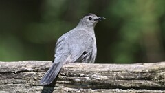 3: Gray Catbird 5M2_0243